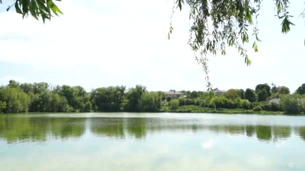Sturz Von Den Bäumen Auf Ruhiges Wasser Teich — Stockvideo