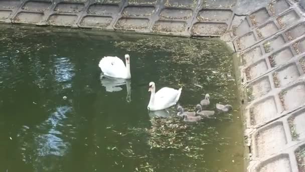 Volwassen Zwanen Met Kleine Kinderen Zwemmen Vijver — Stockvideo