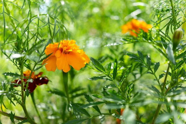 Calendula gialla su sfondo verde. Concentrazione morbida — Foto Stock