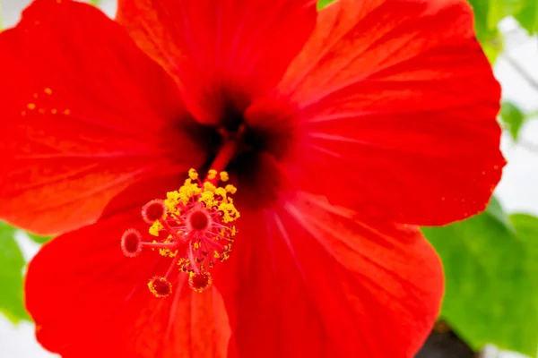 Flor roja de cerca fotografiada desde el ángulo inferior. Macro fotografía — Foto de Stock