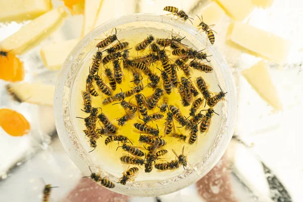 Birçok eşek arısı bir kaseden bal yer. Lezzetli. Bal ve karpuz tabakta