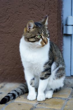 Yeşil gözlü çizgili bir kedi, bahçedeki bir kapının yakınındaki bir verandada sakince oturur..