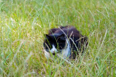Sıcak güneşin altında yemyeşil çimenlerde sessizce uzanan siyah beyaz bir kedi dışarıda huzurlu bir anın tadını çıkarıyor..