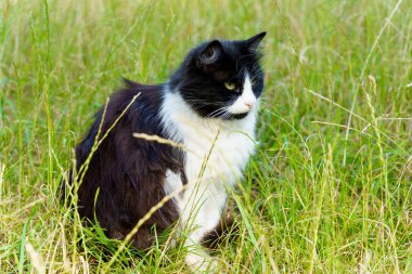 Siyah ve beyaz bir kedi uzun yeşil çimenlerde dinleniyor, öğleden sonra boyunca sıcak güneş ışığının tadını çıkarıyor. Kürkü ışıkta usulca parlıyor.