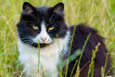 Siyah ve beyaz bir kedi uzun otların arasında oturur, huzurlu bir açık hava ortamında sıcak güneşin tadını çıkarırlar..
