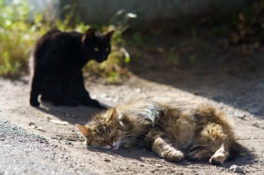 Bir kedi yerde rahatça yatarken, diğeri de güneşli bir açık havada yakınlarda seyrediyor..