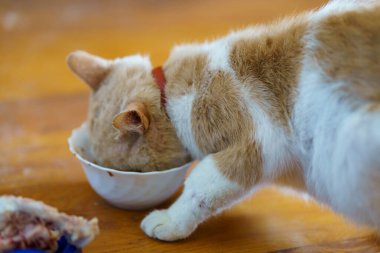 Turuncu ve beyaz kürklü bir kedi ahşap bir masadaki küçük bir kaseden mutlu bir şekilde yemek yiyor. Sahne sıcak ve davetkar..