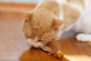 Neşeli bir kedi sıcak ahşap bir zeminde bir parça et yer. Güneş ışığı odayı doldurur, rahat bir atmosfer yaratır..
