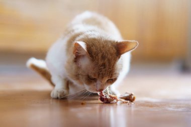 Bir kedi ahşap zeminden küçük bir kemik yiyerek öğlenleri sıcak ve rahat bir ev ortamında yemeğinin tadını çıkarıyor..