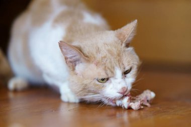 Açık renkli bir kedi sıcak ve davetkar bir odada ahşap zeminden et kırıntıları yemeye odaklanır..