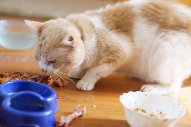 Yumuşak turuncu ve beyaz bir kedi, sıcak bir mutfak ortamında ahşap bir masada yemek artıklarını yer. Güneş yakındaki bir pencereden parlıyor..