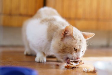 Açık renkli bir kedi, öğleden sonra sıcacık bir evde ahşap zeminde küçük bir parça yemek yiyor..