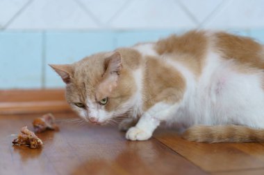 Turuncu ve beyaz kürklü meraklı bir kedi, sıcak bir kapalı alanda ahşap zeminde yiyecek artıklarını inceliyor..