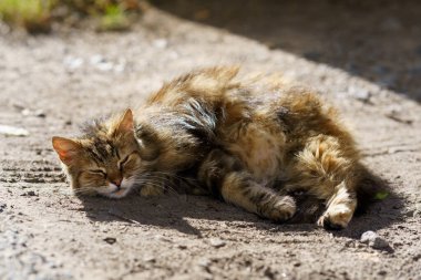 Bir kedi öğleden sonra kürkünü ısıtan güneş ışığıyla yerde kıvrılarak yatar. Açık havada biraz dinlenmenin tadını çıkarıyor..
