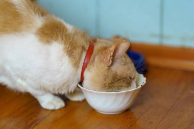 Bir kedi, gün içinde bir odanın içindeki ahşap bir zemine yerleştirilmiş küçük bir kaseden yemek yiyor..
