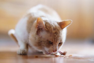 Turuncu ve beyaz kürklü bir kedi pürüzsüz ahşap bir zeminde küçük bir tabaktan yemek yer. Parlak ışık odayı dolduruyor..