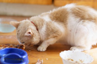 Bir kedi mutfağın ahşap zemininde bir tabaktan yemek yiyor. Meyveleri salkım salkım dizili muzlar,.