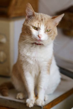 Turuncu ve beyaz kürklü bir kedi gün boyunca bir evin içindeki bir masada oturur. Kedi odadaki bir şeye merakla bakıyor..