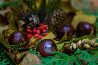 Kestaneler, çam kozalakları ve kırmızı böğürtlenler sonbaharda bir orman sahnesinde yeşil çam iğneleri arasında kuru yaprakların üzerinde otururlar..