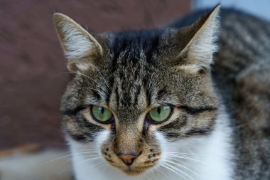 Çizgili ve beyaz kürklü bir kedi bir binanın yanında yerde oturuyor. Odaklanmış ve uyanık görünüyor..