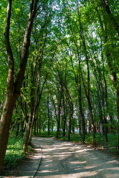 Parktaki uzun ağaçların arasından toprak bir patika geçiyor. Güneş ışığı yaprakların arasından süzülür. İnsanlar doğanın tadını çıkarıyorlar..
