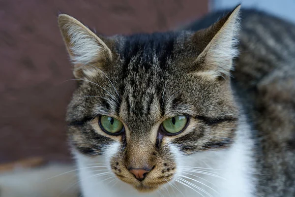 Çizgili ve beyaz kürklü bir kedi bir binanın yanında yerde oturuyor. Odaklanmış ve uyanık görünüyor..