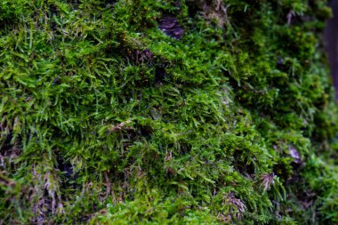 Sahne, orman ortamında bir ağacın kabuğunda büyüyen yeşil yosunları gösteriyor. Parlak ışık yosunların dokusunu vurgular.