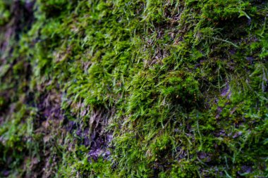 Yeşil yosun ormandaki bir ağaç gövdesini kaplar. Güneş ışığı yaprakların arasından süzülür ve canlı bir sahne yaratır..
