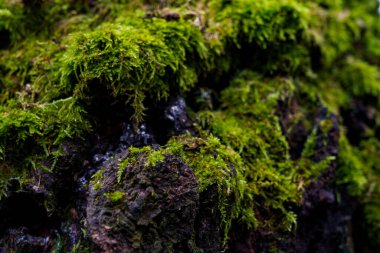 Ormanda siyah taşlarda yosun yetişir. Su damlacıkları yeşil bitkilerin üzerinde parlıyor, canlı bir sahne yaratıyor..