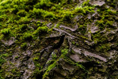 Ağaç kabuğu, ormanda yetişen yeşil yosunlu ayrıntılı dokuyu gösteriyor. Güneş ışığı odunların desenlerini vurgular.