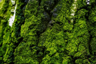 Yeşil yosun ormandaki bir ağacın kabuğunu kaplar. Güneş ışığı ağaçların arasından süzülüp yosunların dokusuna vurgu yapıyor..