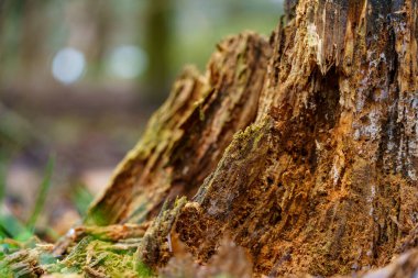 Kütük, orman ortamında kaba doku ve organik maddeyle çürüme belirtileri gösteriyor. Çevre yeşillikle çevrili.