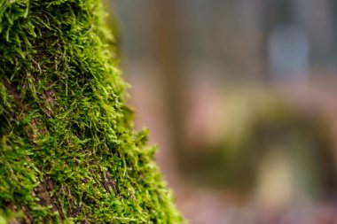 Arka plan bulanıklaşırken, ormandaki bir ağaç gövdesinde yosun yetişir. Ağaçlı doğal bir sahneyi gösterir..