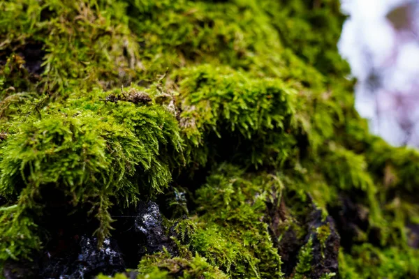 Parlak yeşil yosunlar koyu kayalıklarda yetişir ve ormanlık alanlarda doğanın dokusunu gösterir. Ağaçların arasından ışık filtreleri.