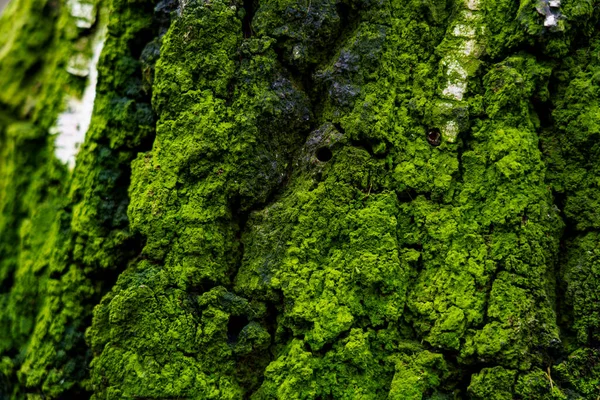 Yeşil yosun ormandaki bir ağacın kabuğunu kaplar. Güneş ışığı ağaçların arasından süzülüp yosunların dokusuna vurgu yapıyor..
