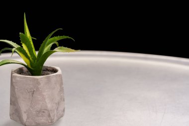 Küçük yeşil bir bitki yuvarlak bir yüzeyde gri bir beton kapta oturur. Arka plan karanlık, bitkinin altını çiziyorum..