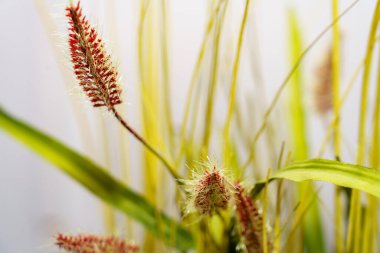 Tüylü çiçeğe benzeyen kırmızı bitki, kapalı alanda yeşil çimen benzeri yaprakların arasında duruyor..