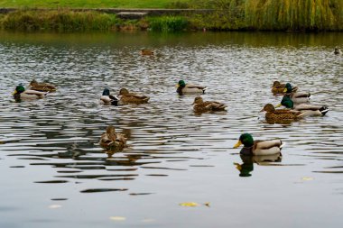 Ördekler bulutlu bir öğleden sonra bir parkta gölün yüzeyinde yüzüyor ve yüzüyorlar. Arka planda bazı ağaçlar var..