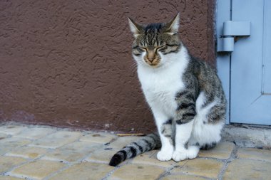 Bir tekir kedi, taş bir yolun üzerinde bir kapının yanında oturur. Rahatlamış görünüyor ve sıcak öğleden sonra güneşinin tadını çıkarıyor..