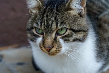 Çizgili kürklü bir kedi, sıcak ve rahat bir alanda öylece oturur. Güneş çevreyi aydınlatıyor..