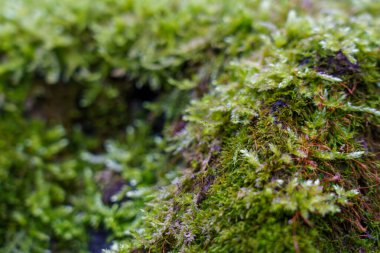 Yeşil yosun ormandaki bir kayayı kaplıyor. Sahne bitkilerin dokusunu ve detaylarını gösteriyor. Güneş ışığı yosunların üzerinde parlar.