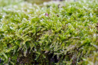 Ormanda yosun kalınlaşır. Ağaçların arasından parlayan güneş yeşil bitkileri aydınlatıyor..