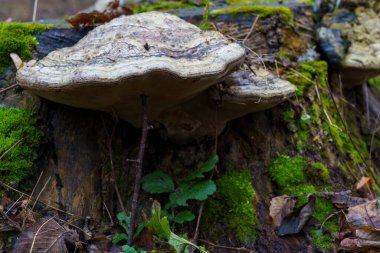 Büyük bir mantar düşen bir kütükte yetişir ve sonbahar boyunca bir ormanda yeşil yosun ve bitkiler yetişir..