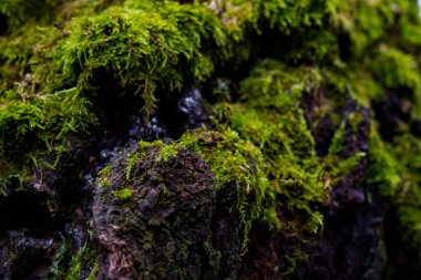 Ormanda, su damlacıkları olan kayaların üzerinde yosun yetişir. Ayarlar sabah doğanın detaylarını gösteriyor..