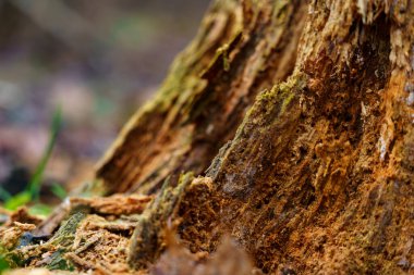 Bu, çürümeye başlamış bir ağaç kütüğünün yakın plan görüntüsünü gösterir. Yüzey, doğanın işleyişini gösteren kahverengi ve yeşilin farklı tonlarına sahiptir..