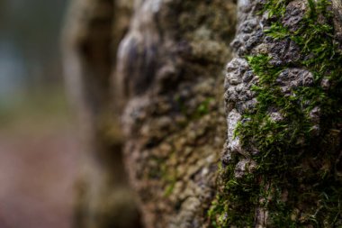 Yosun ormandaki bir kayanın yüzeyini kaplar. Sahne, sabahın erken saatlerinde doğal büyümeyi gösteriyor..