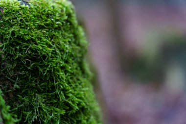 Orman bölgesindeki bir kayanın üzerinde yeşil yosun yetişiyor. Arka plan, sabah bulanık ağaçları ve doğal ışığı gösteriyor..