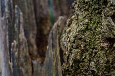 Ağaç kabuğu bir ormanda gösterilir. Ağaç kabuğu çatlamış ve yıpranmış. Güneş ışığı yukarıdaki dallardan süzülür..