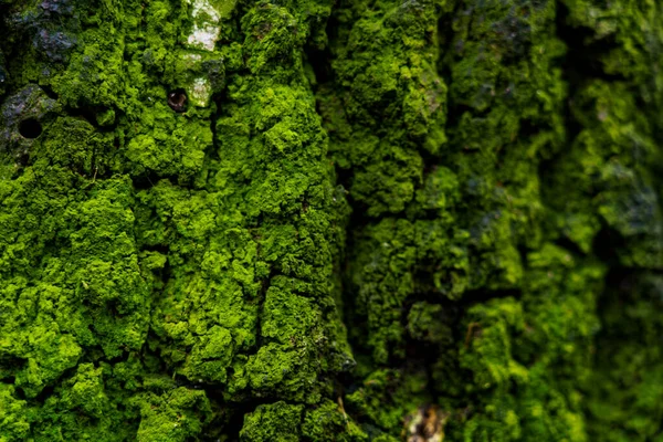 Yosun, yeşil dokusunu göstermek için bir ormanda ağaç kabuğunu kaplar. Güneş ışığı doğanın zengin ayrıntılarını vurgular..