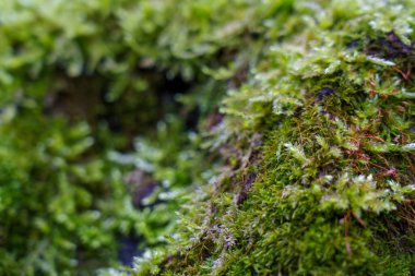 Sahne, ormanda kayaları ve toprağı kaplayan yeşil yosunları gösteriyor. Gün ışığı ağaçların arasından parlıyor..
